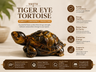 Tiger Eye Tortoise — Stability & Confidence Kachua